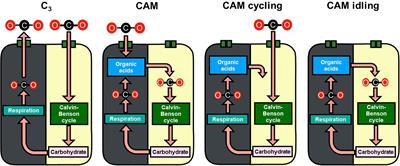 Metabolic Modeling of the C3-CAM Continuum Revealed the Establishment of a Starch/Sugar-Malate Cycle in CAM Evolution